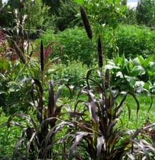 Perlhirse Purple Majesty Pennisetum glaucum Ziergras Vogelfutter Nahrungsmittel