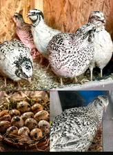 Perlfee Wachtel Eier Wachtel