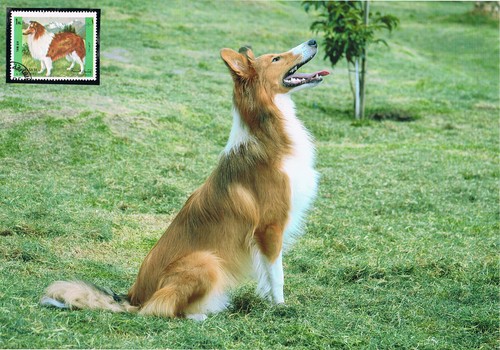 Langhaar collie schmuckblatt - collie,