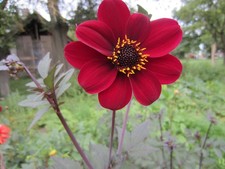 Dahlien Knollen "Bishop of Auckland" 2 Stück aus Ökogarten