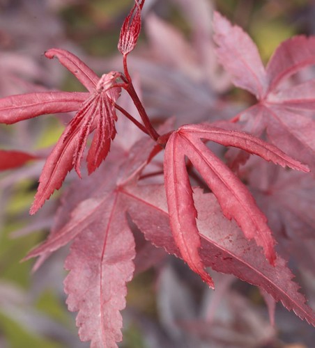 Roter fächerahorn bloodgood - roter,