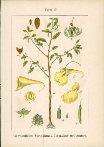 Lithographie gewöhnliches - :,