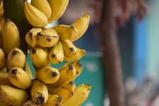 Ess-Banane Musa Palmen schnellwüchsige exotische Pflanzen im für den Garten