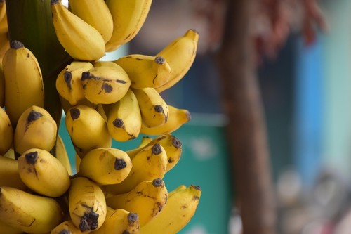 Ess banane musa palmen - musa,