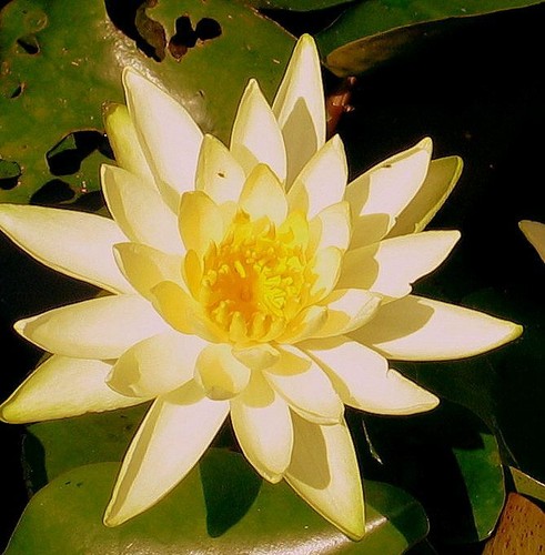 Seerose nymphaea colonel a - nymphaea, "colonel