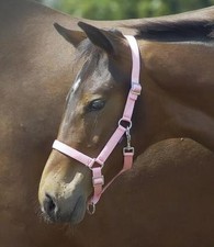 Busse Young Fohlenhalfter