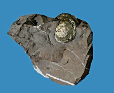 Kugelpyrit-Stufe, Dornbirn