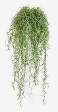 artplants Kunst Tillandsia