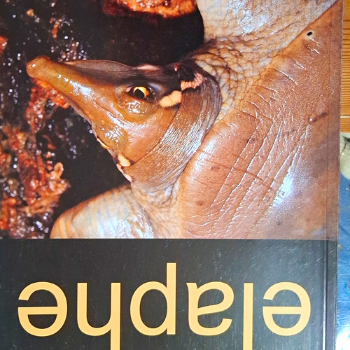 Elaphe buch - elaphe,