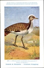 Künstler Ak Dupond, Hub., Outarde de Macqueen, Aziatische... - 4816756