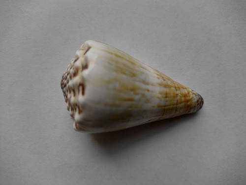 Kegelschnecke conus distans - conus, 6