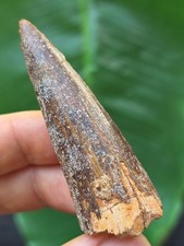 6,3 cm spitzer dunkler Zahn des Spinosaurus - Dinosaurier Fossil Zahn