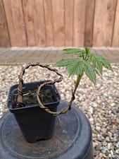 Bergahorn, Pre Bonsai, Bonsai