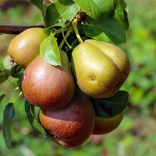 Münsterbirne Zuckerbirne