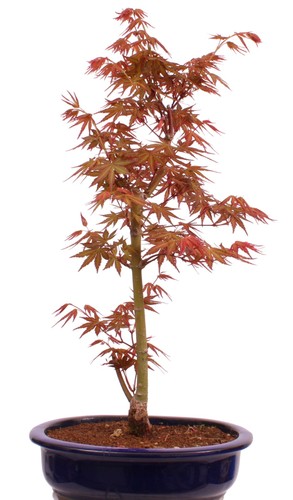 Bonsai acer palmatum - bonsai,