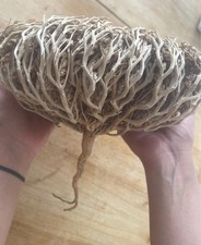 Extrem große Maryam Blume