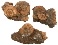 Lias 3x Stufe mit Dactylioceras athleticum  Ammonit  Schlaifhausen  W72-1