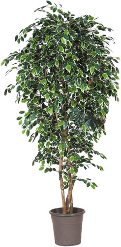 Artplants deko birkenfeige - artplants,