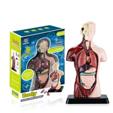 3D Menschlichen Körper Torso