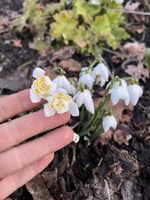 Galanthus nivalis ' Lady