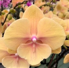 Phalaenopsis PF-1690