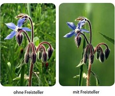 fotonovum Makro Freisteller