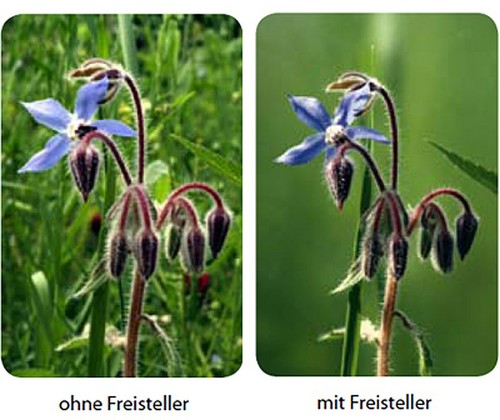 Fotonovum makro freisteller - fotonovum,