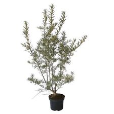 Pollmix männliche Sanddornsorte Befruchterpflanze im 3 Liter Topf ca. 40-60 cm