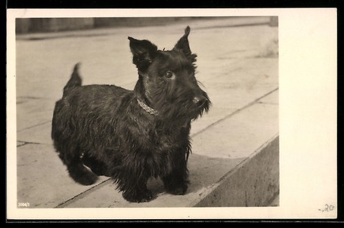 Foto kleiner scotchterrier - foto-ak,