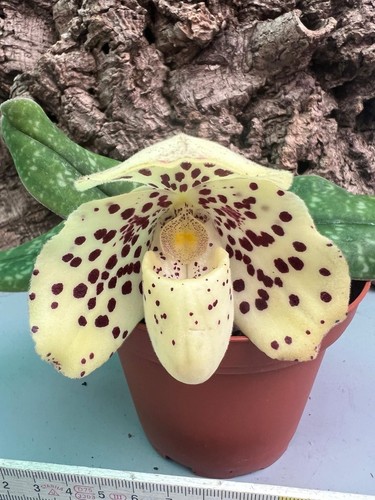 Paphiopedilum wenshanense - , /