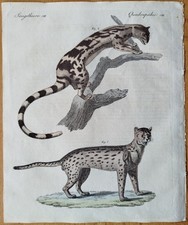 Tiere Java - Bertuch