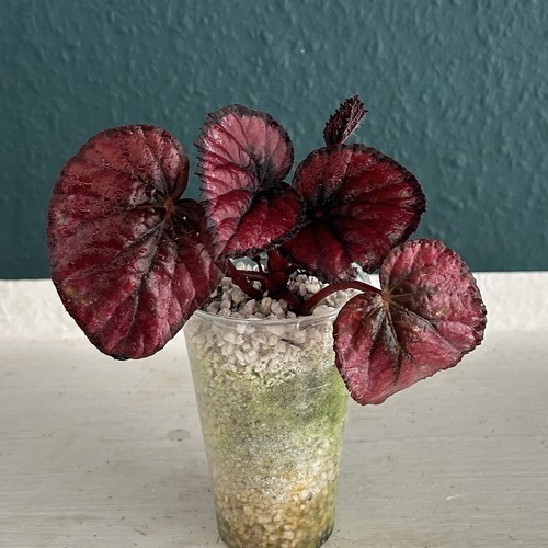 Ableger begonia rex red - 1,