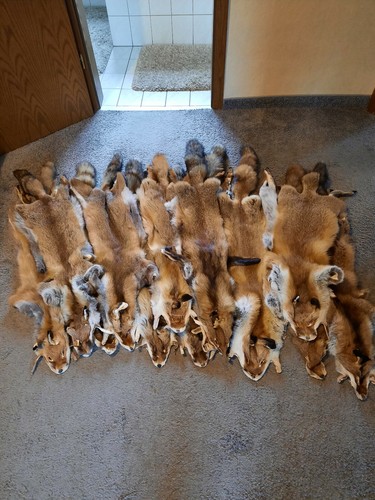 Sehr gut gegerbte fuchsfelle - sehr,
