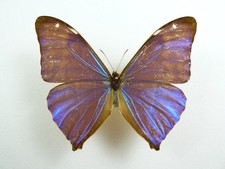 Morpho aega männchen - morpho,