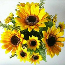 13 Köpfe Sonnenblumen