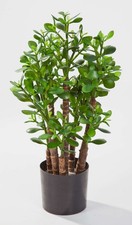 artplants Kunst Geldbaum -