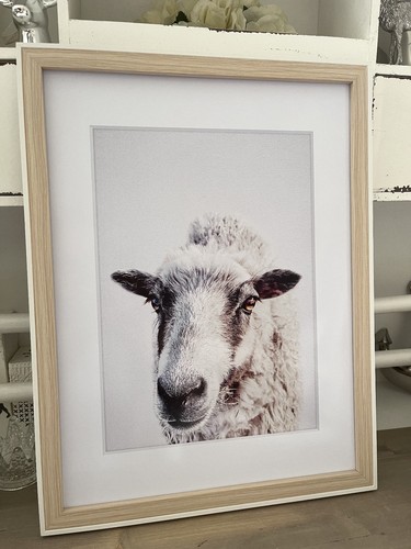 Bild kunstdruck schaf - kunstdruck,