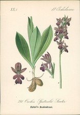 Chromolithographie : Spitzels Knabenkraut. Orchis Spitzelii Sauter. Orchidaceae