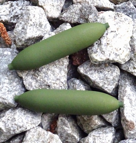 Micro innenlaufpose - micro,