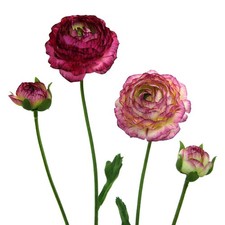 Kunstblume Ranunkel, 6er Set