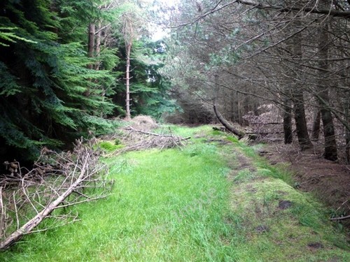 Foto 6x4 pfad auf bewachsener - foto,