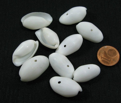 Muscheln echte schneeweiße - echte,