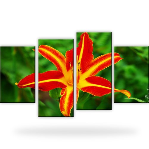Blume tulpe pflanzen stern - tulpe,