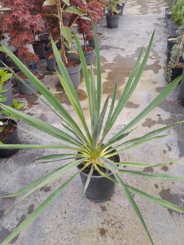Yucca filamentosa 70cm - yucca,