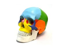 Anatomisches menschliches