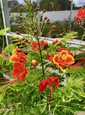Pride of Barbados