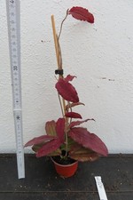 Hoya Wachsblume erythrina 2