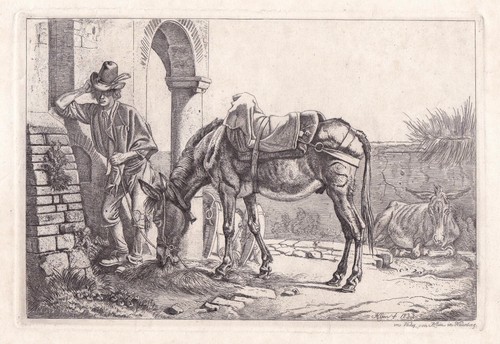 Maultier der säule mule - der,