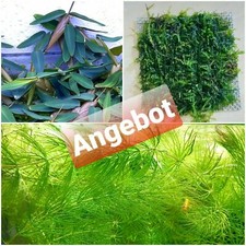 Starter SET - Schwimmreis Moos