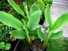 Ingwer, Japanischer , Zingiber mioga, weiße Blüte, Gemüse, Fisch, Rhizome essbar